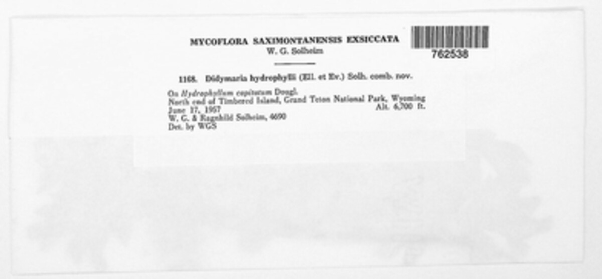 Passalora hydrophylli image